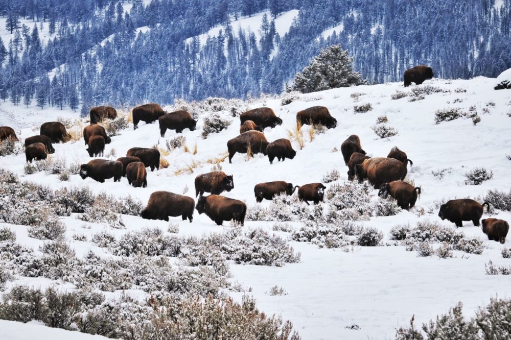 Manada-de-bisontes-americanos-1000x666 - Conoce el "Serengeti de América del Norte", llamado así por su abundante vida silvestre