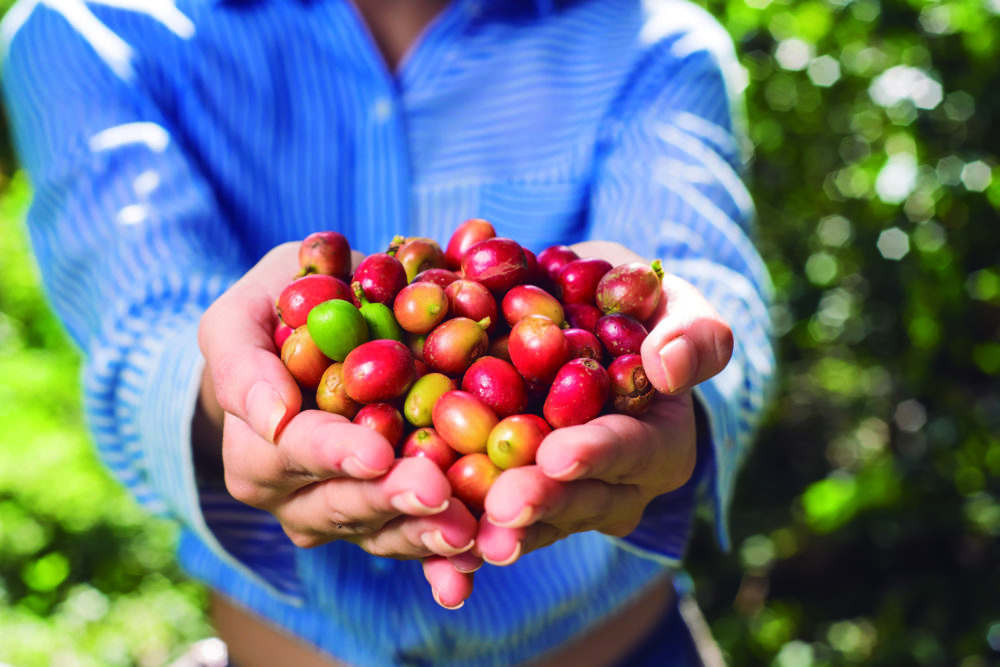 Matagalpa-Finca-Cafetalera1-1000x667 - Tu guía completa para descubrir Nicaragua