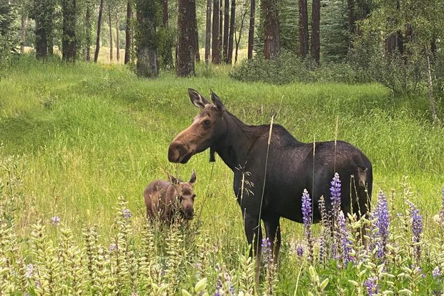 TAL-moose-wilson-wyoming-WILSONWY0725-b86240c4468646058f1d89eede8c25c2 - Más allá de Jackson y los Tetons: así es la vida en Wilson