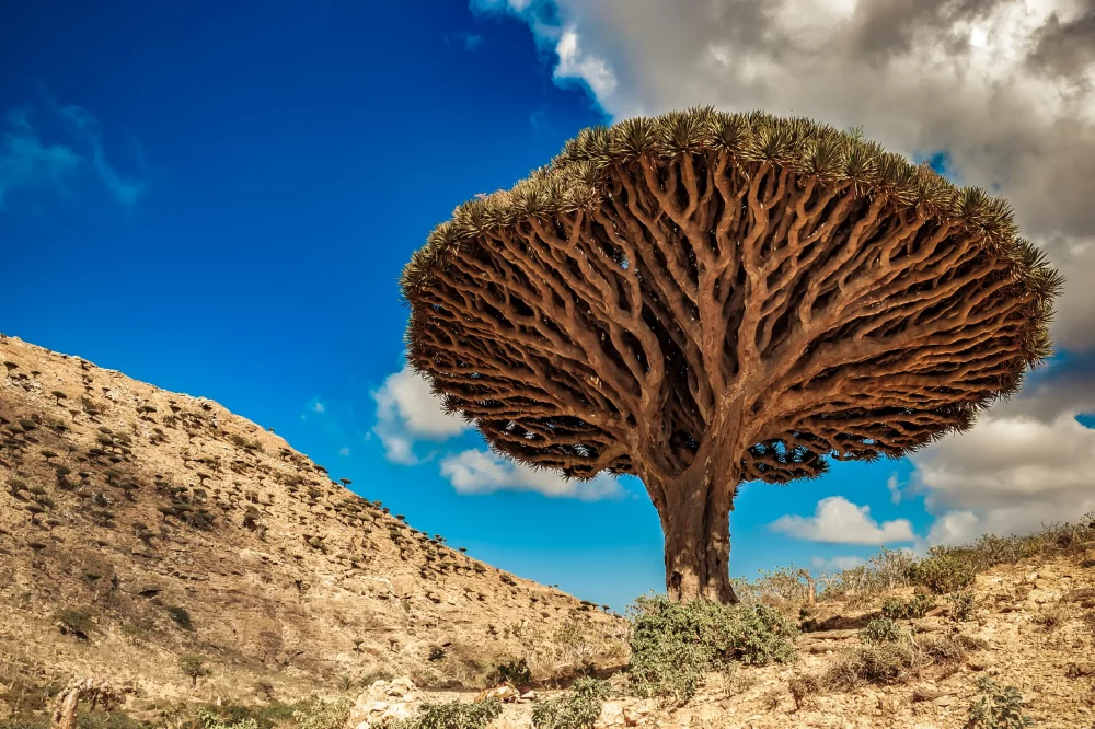 arbol-sangre-de-dragon-socotra-1000x666 - ¿Qué hace especial a Socotra?