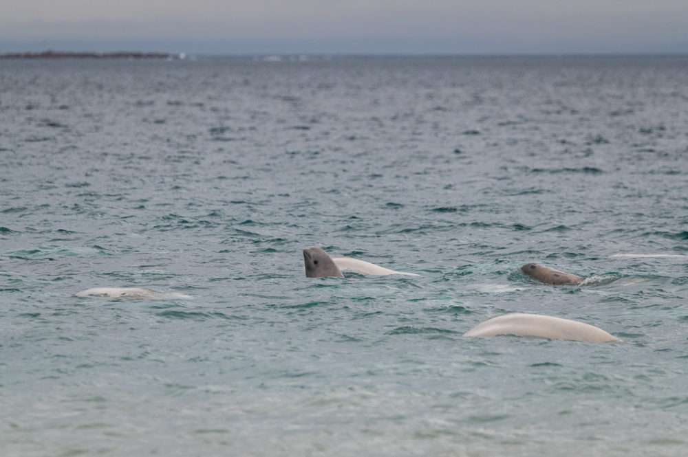 belugas-Prescott-Island-Nunavut-Canada-Adventure-Canada-1000x665 - Crucero en el Ártico: encuentros inesperados en Groenlandia y Nunavut