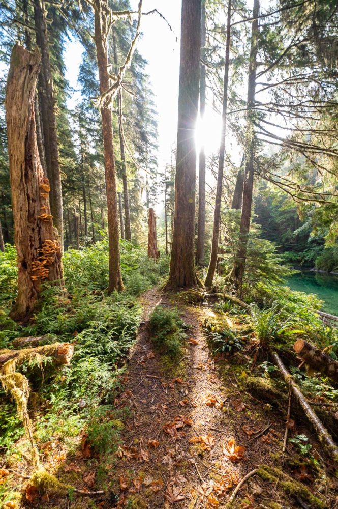 bosque-lluvioso-Clayoquot-Lodge-BC-665x1000 - Clayoquot Lodge: naturaleza de lujo en la Isla de Vancouver