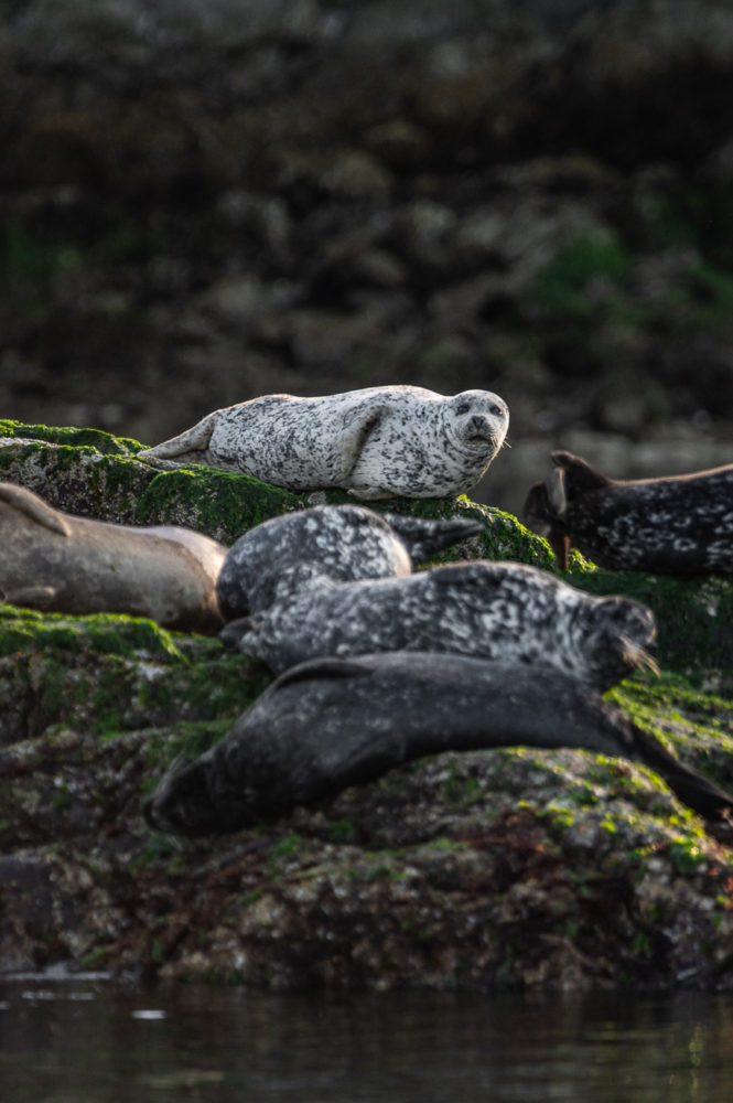 foca-comun-reserva-de-la-biosfera-Clayoquot-Sound-Isla-de-Vancouver-665x1000 - Clayoquot Lodge: naturaleza de lujo en la Isla de Vancouver