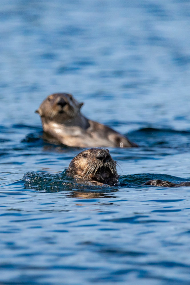 nutria-marina-reserva-de-la-biosfera-Clayoquot-Sound-BC-665x1000 - Clayoquot Lodge: naturaleza de lujo en la Isla de Vancouver