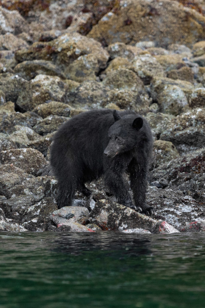 oso-negro-reserva-de-la-biosfera-Clayoquot-Sound-Isla-de-Vancouver-665x1000 - Clayoquot Lodge: naturaleza de lujo en la Isla de Vancouver