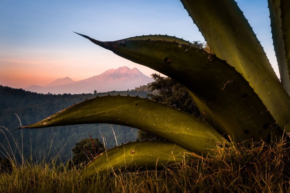 paisaje-agave-1000x666 - ¿Cuál es la diferencia entre el mezcal y el tequila?