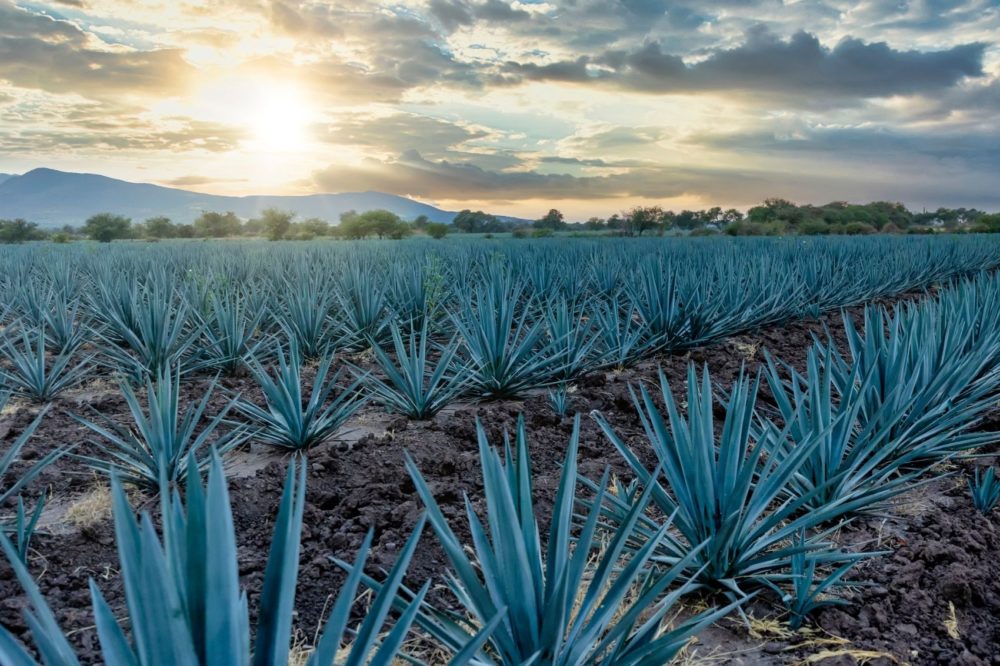 ¿Cuál es la diferencia entre el mezcal y el tequila?