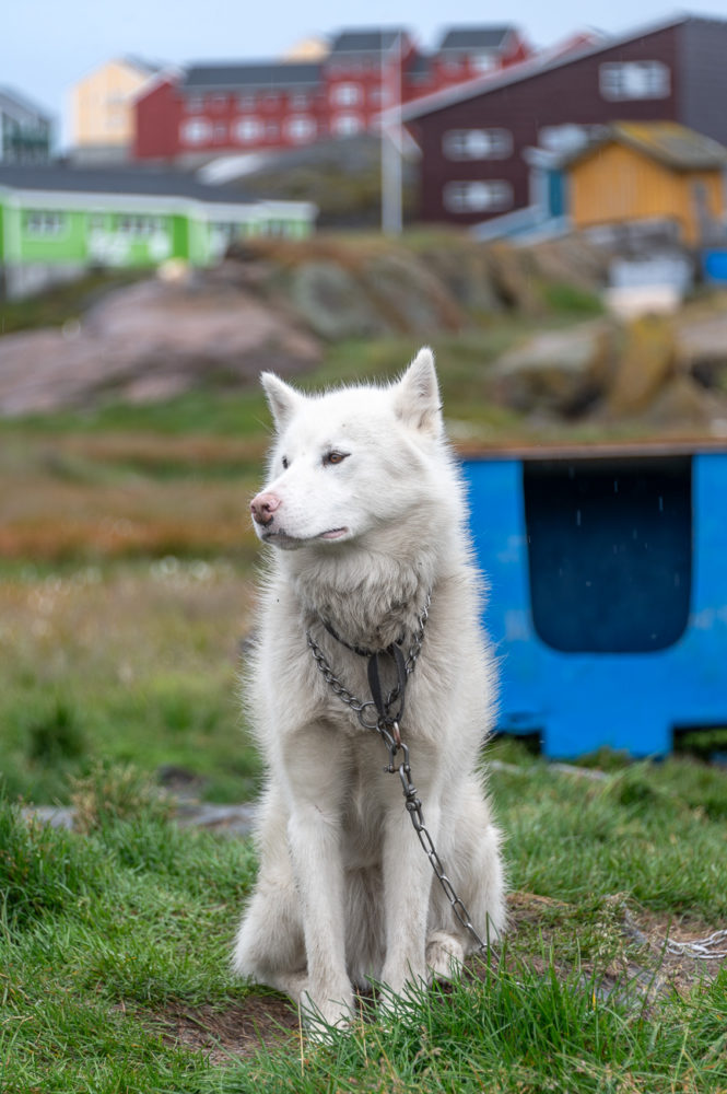 perro-de-Groenlandia-Sisimiut-crucero-Adventure-Canada-665x1000 - Crucero en el Ártico: encuentros inesperados en Groenlandia y Nunavut
