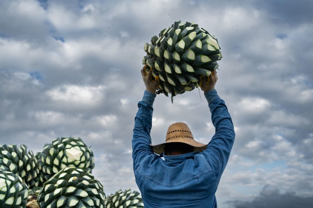 pina-de-agave-1000x666 - ¿Cuál es la diferencia entre el mezcal y el tequila?
