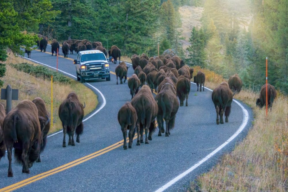 Conoce el «Serengeti de América del Norte», llamado así por su abundante vida silvestre