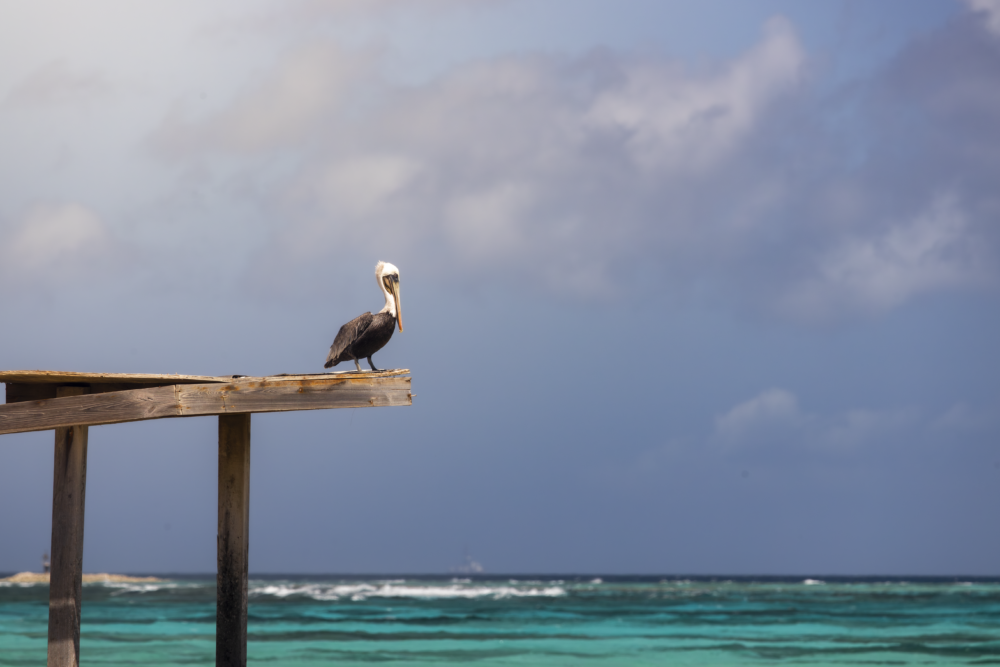 Claire-Droppert-nature-sea-pelican-1000x667 - Aruba, bienestar y conexión auténtica con el Caribe profundo