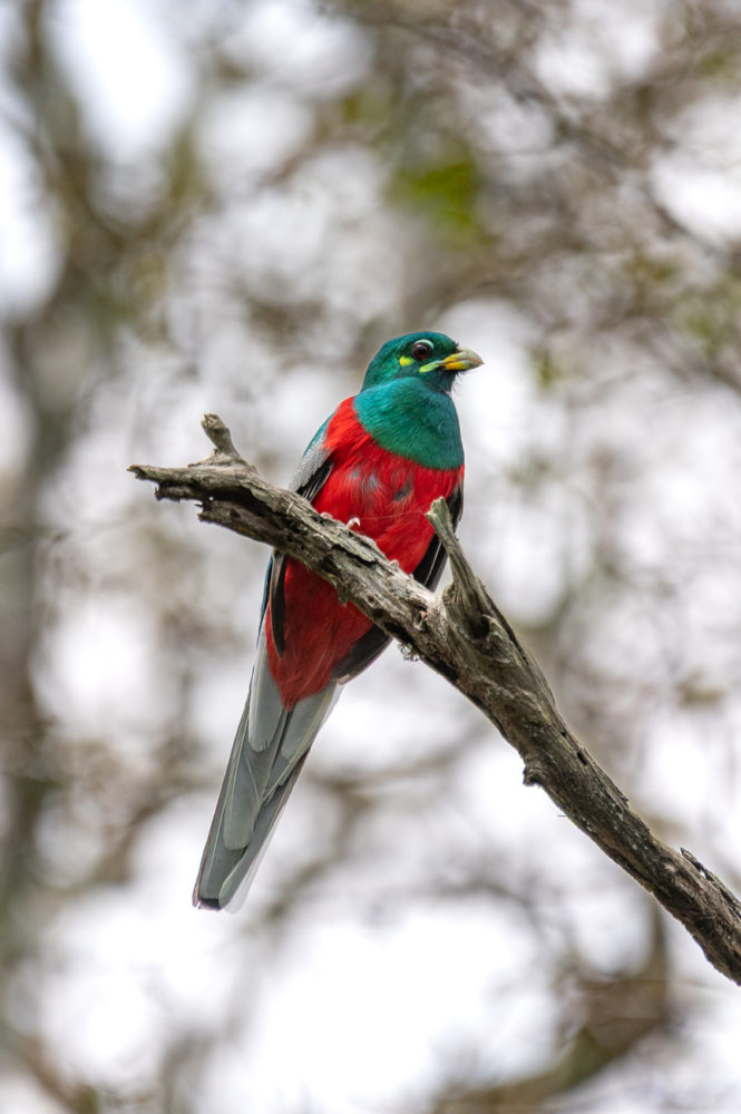 Narina-trogon-Apaloderma-narina-andBeyond-Phinda-safari-665x1000 - Safari en &Beyond Phinda: reserva privada en Sudáfrica