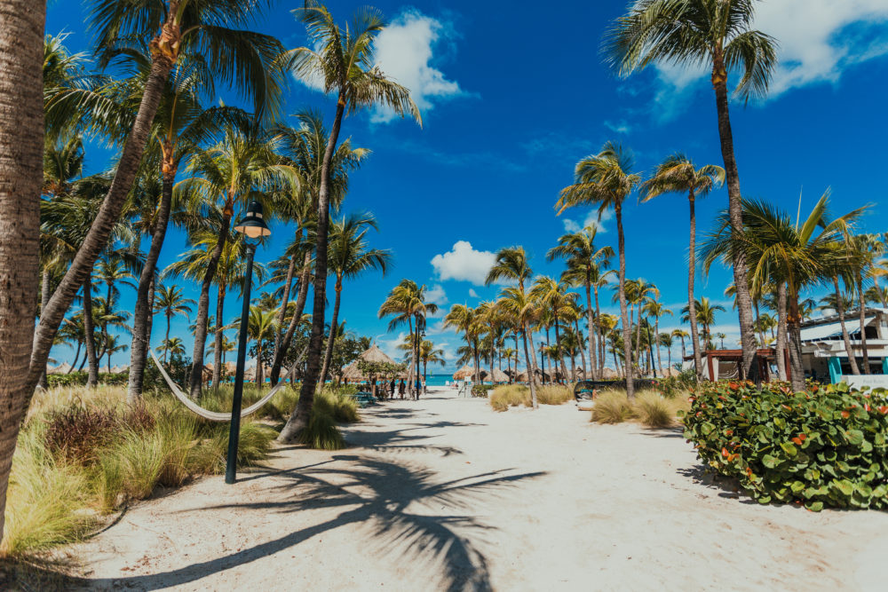 Palm-Trees-At-Palm-Beach-1000x667 - Aruba, bienestar y conexión auténtica con el Caribe profundo