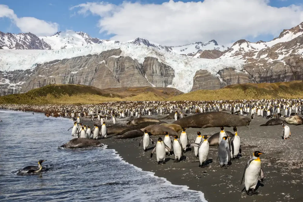 TAL-south-georgia-island-penguins-ALISTPOSTSARAH0725-c2f57058c5ee415a9af0592fef3b527a-1000x667 - Pasé 20 días en la Antártida y aprendí lecciones de vida épicas