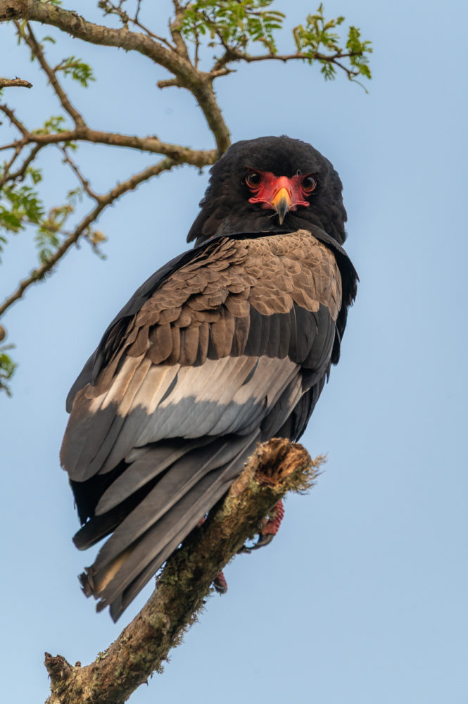 aguila-volatinera-bateleur-eagle-Terathopius-ecaudatus-andbeyond-Phinda-safari-665x1000 - Safari en &Beyond Phinda: reserva privada en Sudáfrica