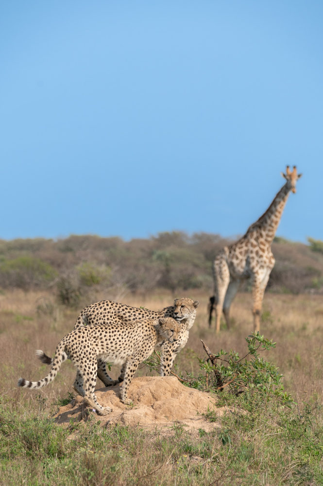 chita-guepardo-jirafa-safari-andBeyond-Phinda-Sudafrica-665x1000 - Safari en &Beyond Phinda: reserva privada en Sudáfrica