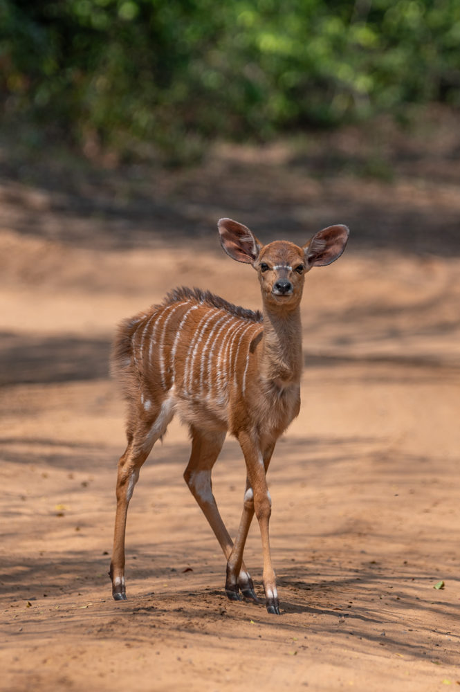 cria-nyala-Tragelaphus-angasii-andbeyond-Phinda-safari-665x1000 - Safari en &Beyond Phinda: reserva privada en Sudáfrica