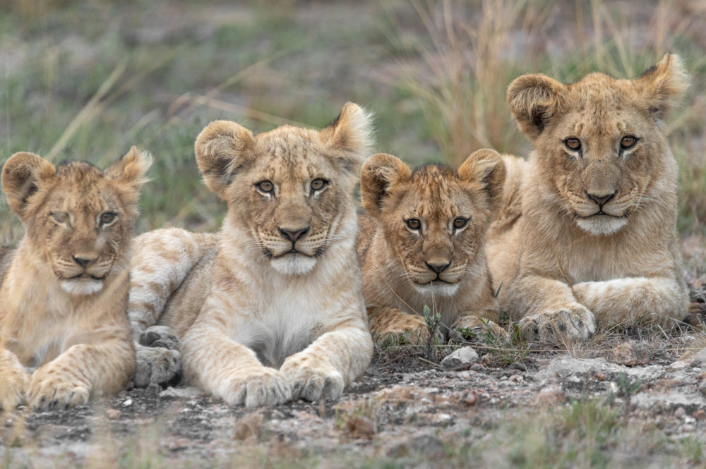 Safari en &Beyond Phinda: reserva privada en Sudáfrica