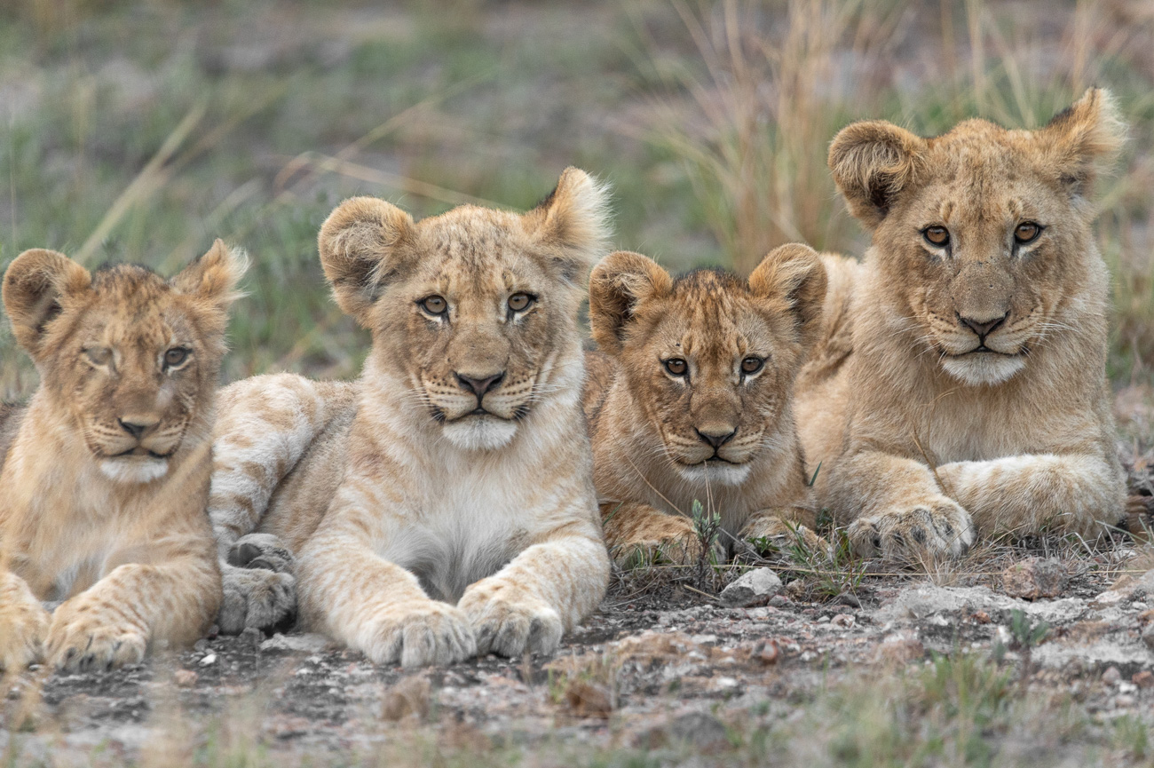 Safari en &Beyond Phinda: reserva privada en Sudáfrica