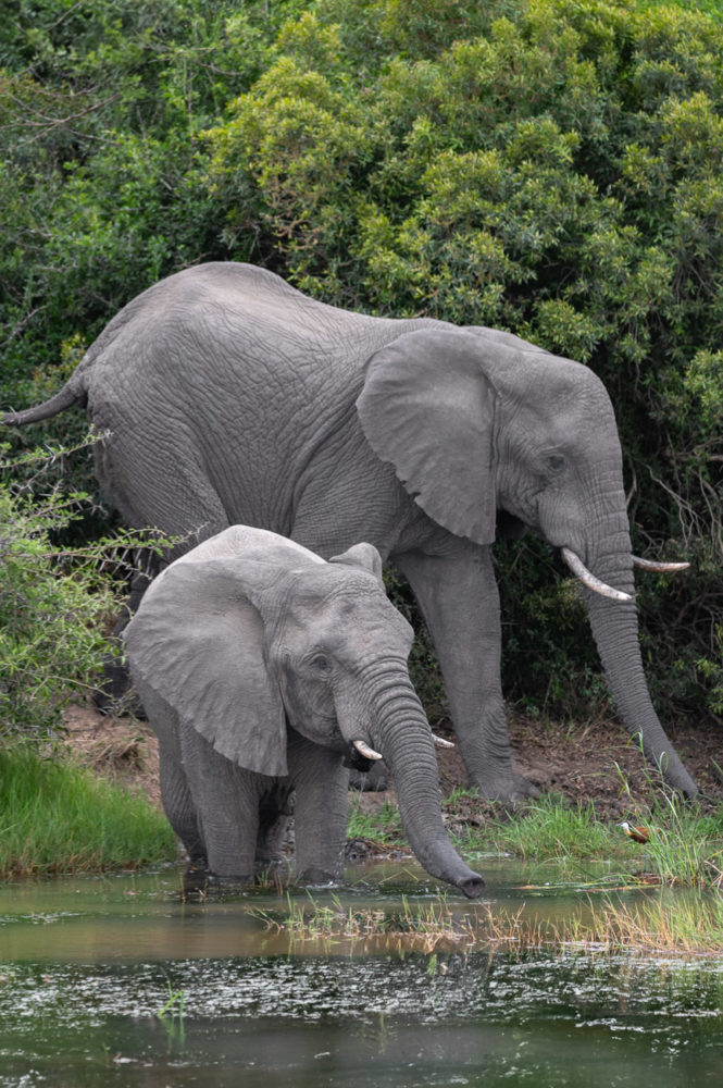 elefantes-andbeyond-Phinda-safari-665x1000 - Safari en &Beyond Phinda: reserva privada en Sudáfrica
