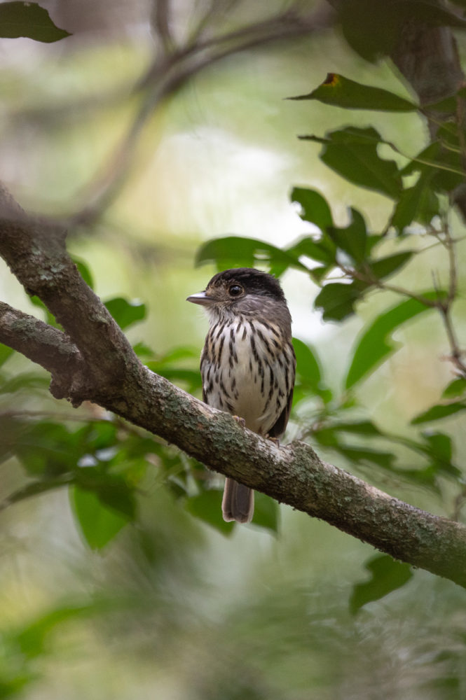 eurilaimo-africano-african-broadbill-Smithornis-capensis-andbeyond-Phinda-safari-665x1000 - Safari en &Beyond Phinda: reserva privada en Sudáfrica