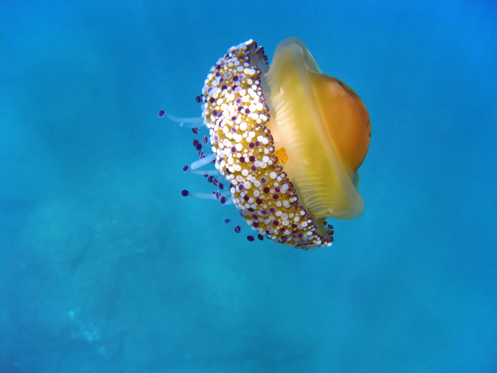 medusa-huevo-frito1-1000x750 - ¿Una medusa con nombre de comida? Se llama "huevo frito" y está en el Mediterráneo