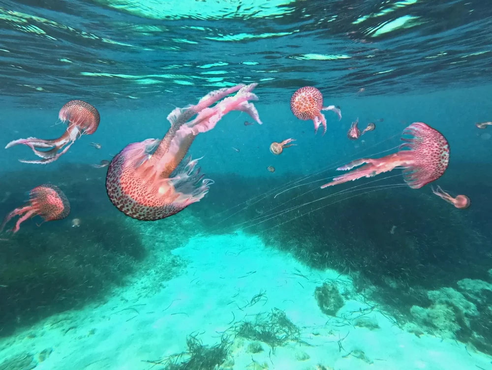 medusa-luminiscente-1000x752 - ¿Una medusa con nombre de comida? Se llama "huevo frito" y está en el Mediterráneo