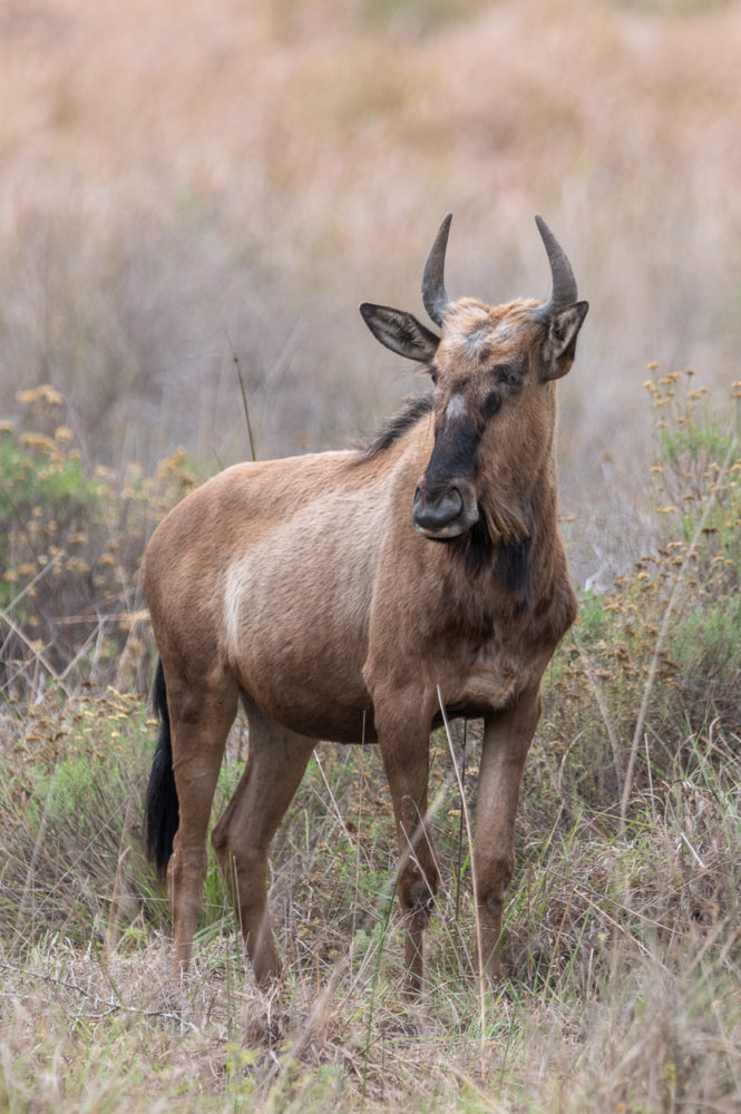 nu-comun-blue-wilderbeest-Connochaetes-taurinus-andbeyond-Phinda-safari-665x1000 - Safari en &Beyond Phinda: reserva privada en Sudáfrica