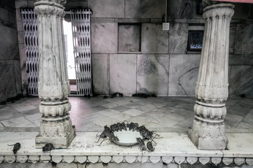 ratas-comiendo-en-karni-mata-1000x667 - Karni Mata: el templo hindú donde se veneran más de 20 mil ratas