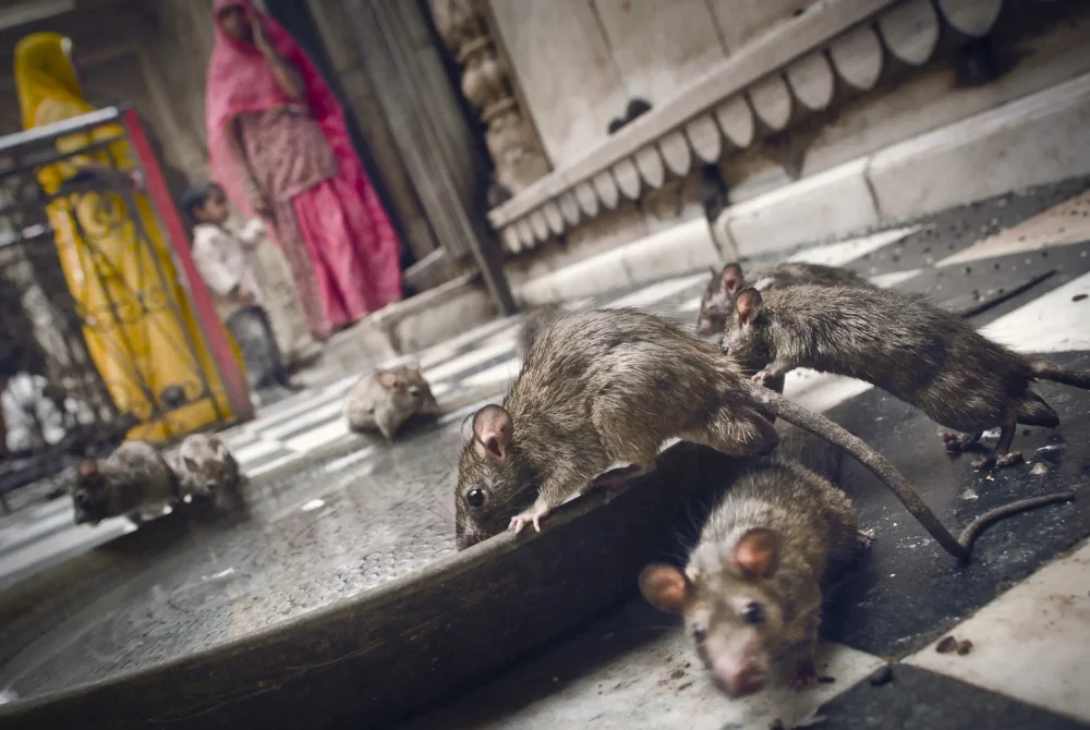 ratas-templo-karni-mata-1000x670 - Karni Mata: el templo hindú donde se veneran más de 20 mil ratas