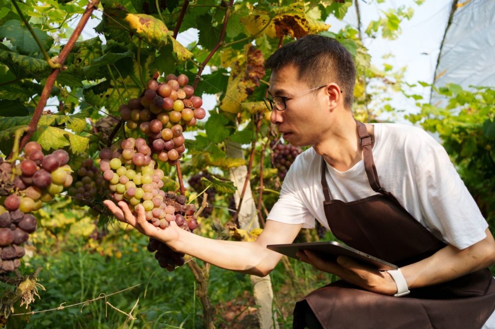 Vino en China: regiones vinícolas emergentes y diversas