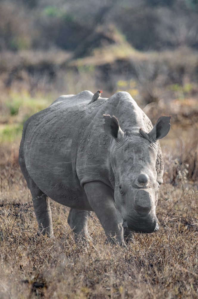 rinoceronte-blanco-white-rhino-Ceratotherium-simum-andBeyond-Phinda-safari-665x1000 - Safari en &Beyond Phinda: reserva privada en Sudáfrica