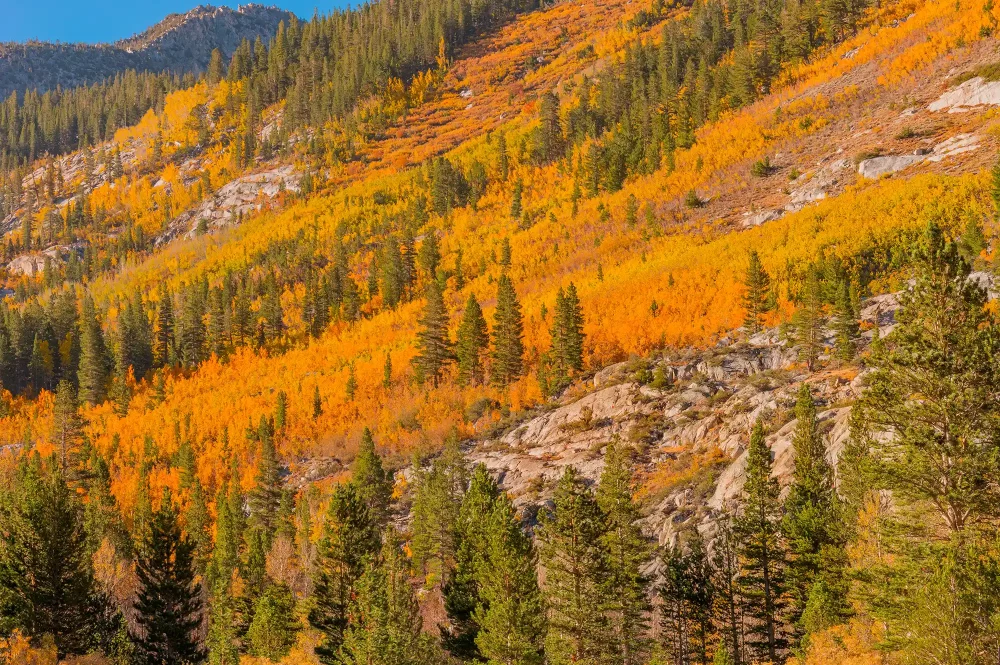 TAL-bishop-creek-canyon-bishop-california-BISHOPLEAFPEEP0925-19e24c63023a4530ba6eb621ee71756e-1000x665 - Descubre Bishop: un pequeño pueblo de California que brilla en otoño entre montañas, lagos y colores que quitan el aliento