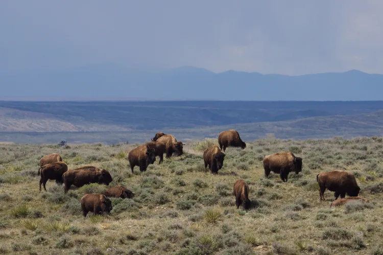 La Pradera Americana: soledad, bisontes y estrellas en Montana