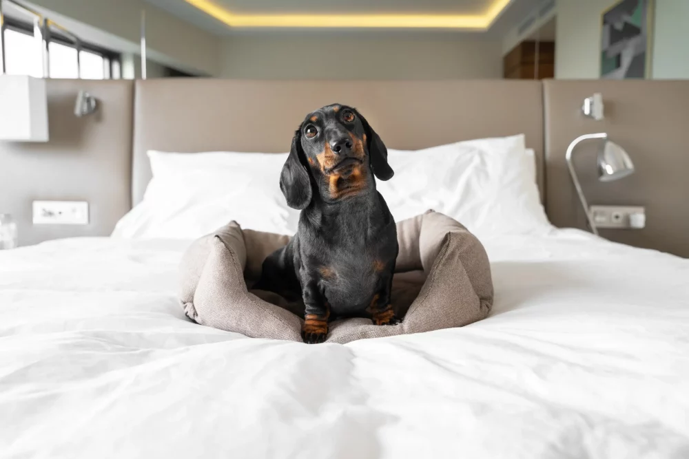 Vacaciones caninas: los mejores hoteles para ir con perro en España