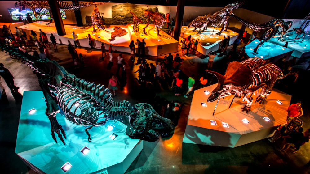 Museos-Natural-science-2-1000x563 - Los museos que no puedes perderte en tu próxima visita a Houston