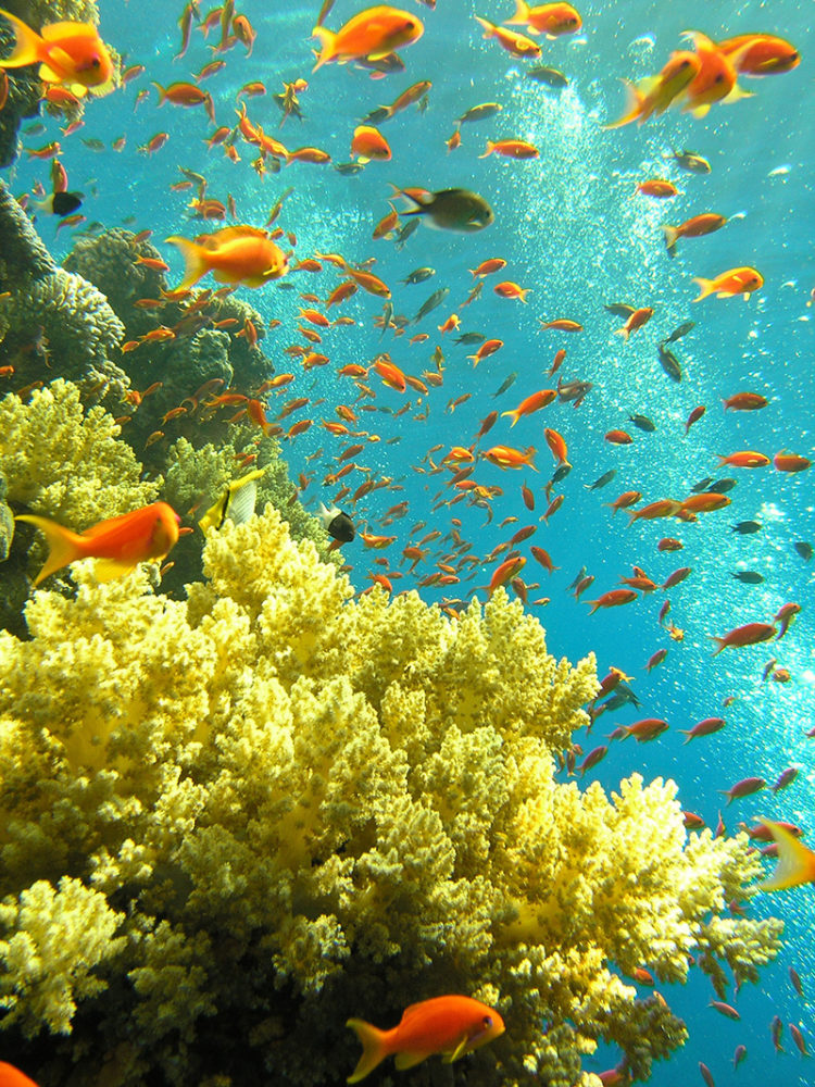 One-of-the-coral-reel-formations-near-Muscat-copia-750x1000 - Omán, equilibrio perfecto entre adrenalina y calma