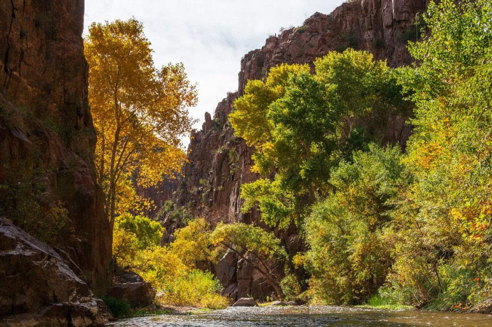 TAL-foliage-aravaipa-canyon-arizona-FALLFOLIAGEAZZION1025-0bc08ce37c454a84ae597339d5a930de-1000x665 - Cañón Aravaipa: Un oasis de follaje dorado en el corazón del desierto de Arizona