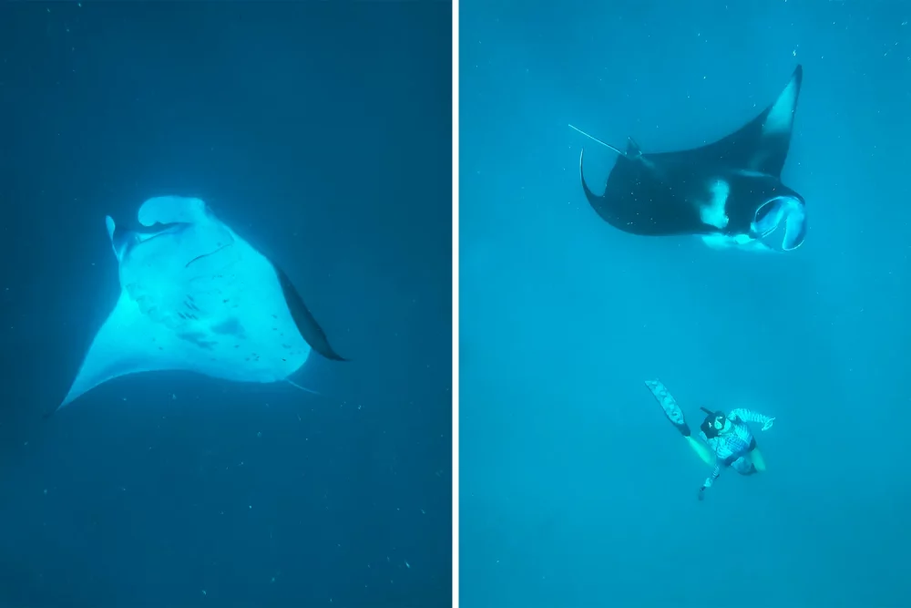 TAL-to-do-hanifaru-bay-BAAATOLLMLD0825-e203b328fb594cb788cf420aa3e63fa7-1000x667 - Atolón Baa: duerme en una villa sobre el agua, cena bajo el mar y ve mantarrayas