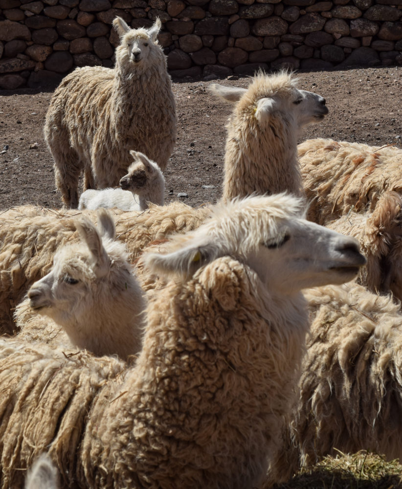 Tafi-Del-Valle-Gloria-Montanaro-004-822x1000 - Tucumán, una escapada con amigas tierra adentro