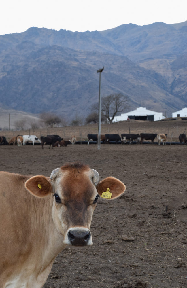 Tafi-Del-Valle-Gloria-Montanaro-052-649x1000 - Tucumán, una escapada con amigas tierra adentro