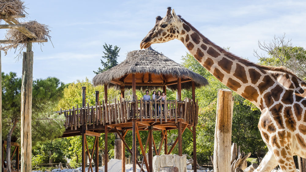 ZOO-003@PARQUES-REUNIDOS-copia-1000x563 - Un Madrid inesperado: la nueva ruta para descubrirla desde tres barrios auténticos