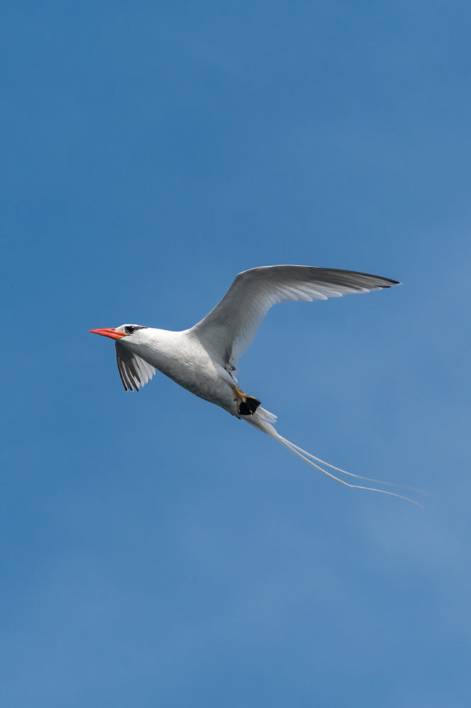 ave-del-tropico-de-pico-rojo-Phaethon-aethereus-Galapagos-Marck-Gutt-665x1000 - Viaje a las Galápagos: conservación, turismo pionero y especies no tan populares