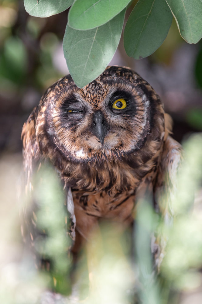 buho-campestre-de-las-Galapagos-Asio-flammeus-Genovesa-Marck-Gutt-665x1000 - Viaje a las Galápagos: conservación, turismo pionero y especies no tan populares
