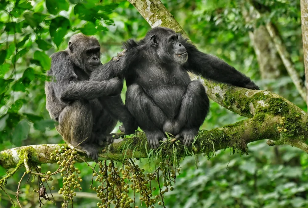 chimpances-1000x675 - Quién fue Jane Goodall y por qué sus reservas de chimpancés son las mejores de África
