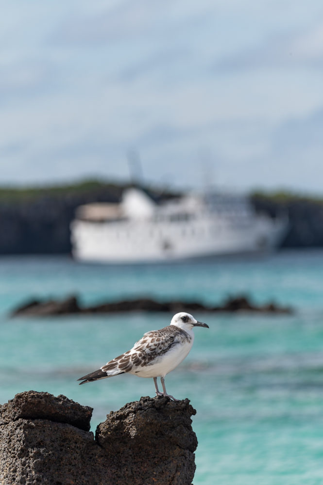 gaviota-de-las-Galapagos-Creagrus-furcatus-Genovesa-Marck-Gutt-665x1000 - Viaje a las Galápagos: conservación, turismo pionero y especies no tan populares