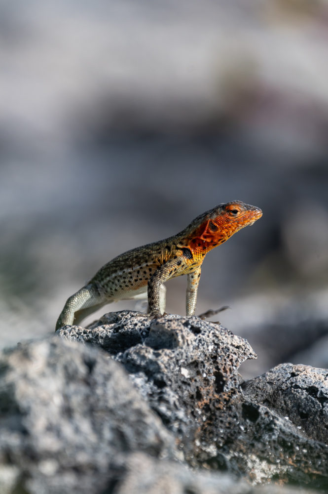 lagartija-de-lava-de-Santiago-Microlophus-jacobii-Marck-Gutt-665x1000 - Viaje a las Galápagos: conservación, turismo pionero y especies no tan populares