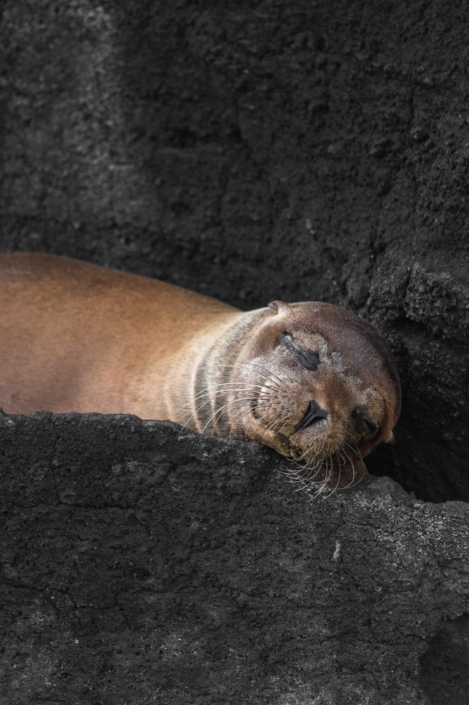 lobo-marino-de-las-Galapagos-Zalophus-wollebaeki-Marck-Gutt-665x1000 - Viaje a las Galápagos: conservación, turismo pionero y especies no tan populares