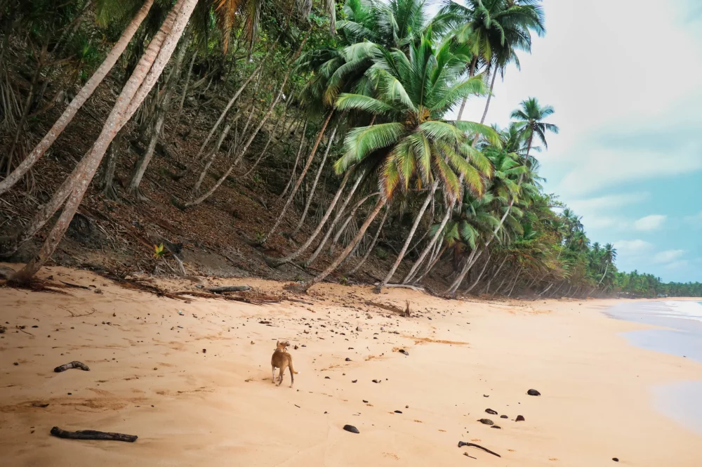 perro-en-sao-tome-y-principe-1000x665 - Los 3 destinos emergentes de 2025 más auténticos para descubrir