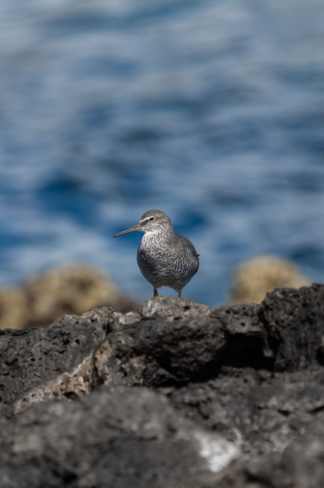 playero-de-Alaska-Tringa-incana-Bartolome-Galapagos-Marck-Gutt-665x1000 - Viaje a las Galápagos: conservación, turismo pionero y especies no tan populares